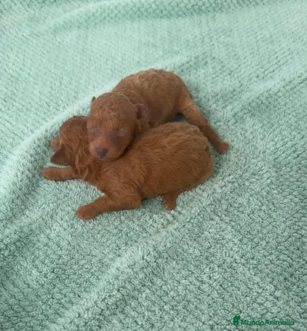 Caniche Toy perros en venta: Venta de hembritas de caniche toy  - Anuncio 1