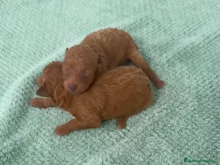 Caniche Toy perros Venta de hembritas de caniche toy - Anuncio 1