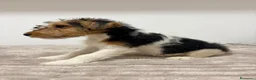 Fox Terrier de Pelo Duro perros en venta: Fox Terrier de pelo duro - Anuncio 15