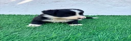 Border Collie perros en venta: Border Collie - Anuncio 12