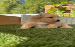 Maltipoo perros en venta: MALTIPOO MACHOS - Imagen 13