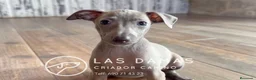 Pequeño Lebrel Italiano perros en venta: Galgo lebrel italiano - Anuncio 11
