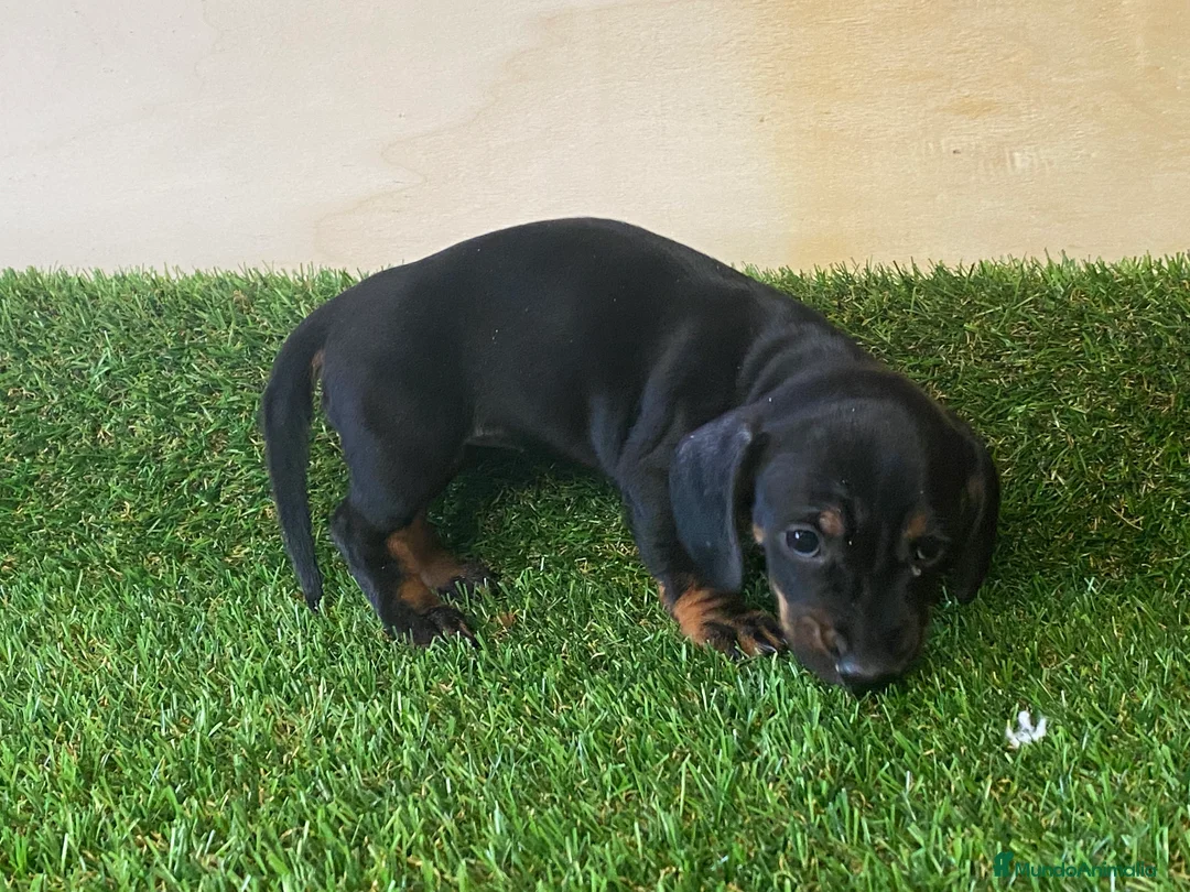 Teckel Miniatura perros en venta: Cachorros Teckel !  en Ciudad Real - Anuncio 3