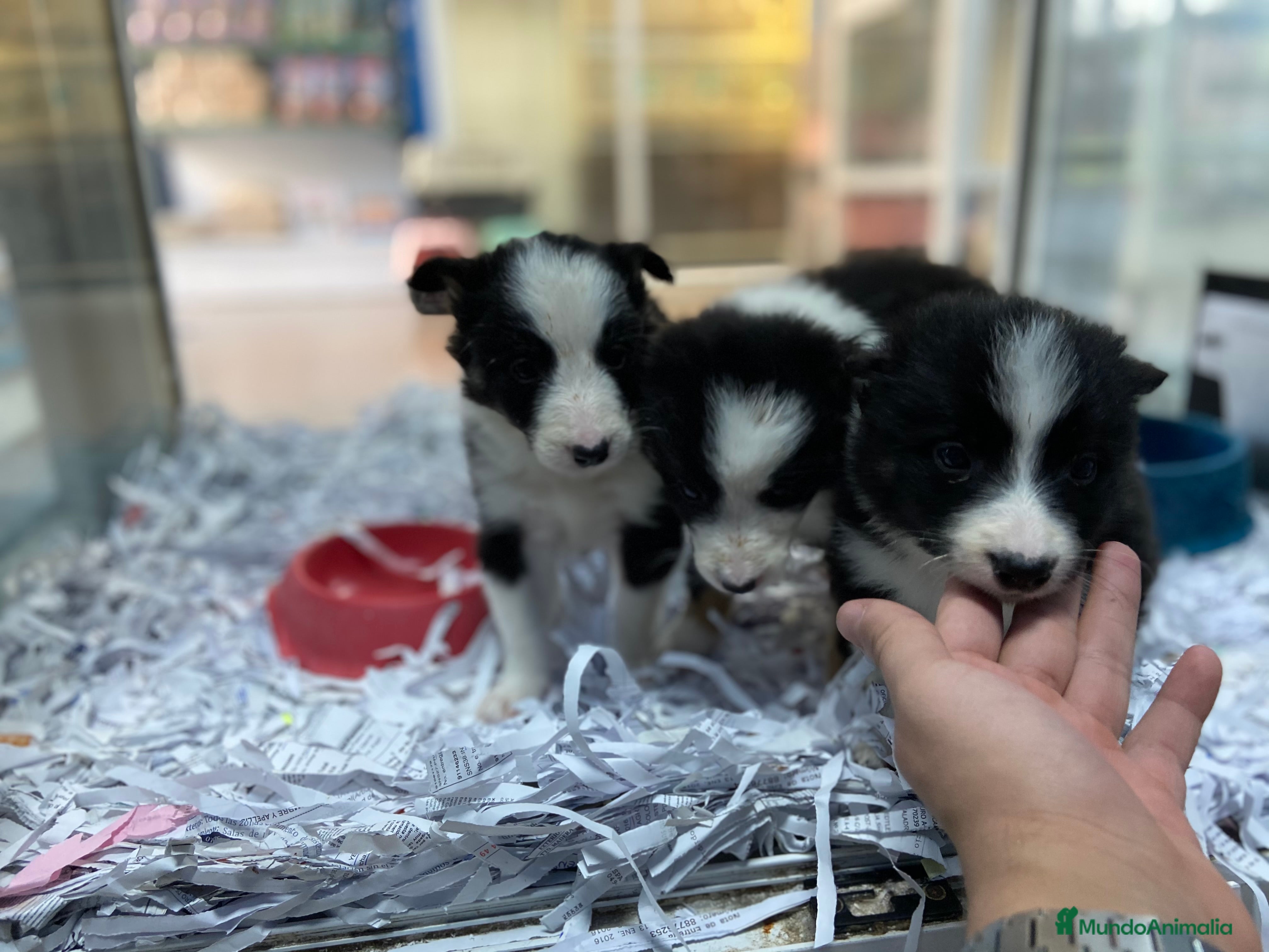 Border Collie perros Border collie 350€ ¡PRECIO REAL! - Anuncio 1