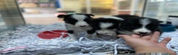 Border Collie perros en venta: Border collie 350€ ¡PRECIO REAL! - Anuncio 1