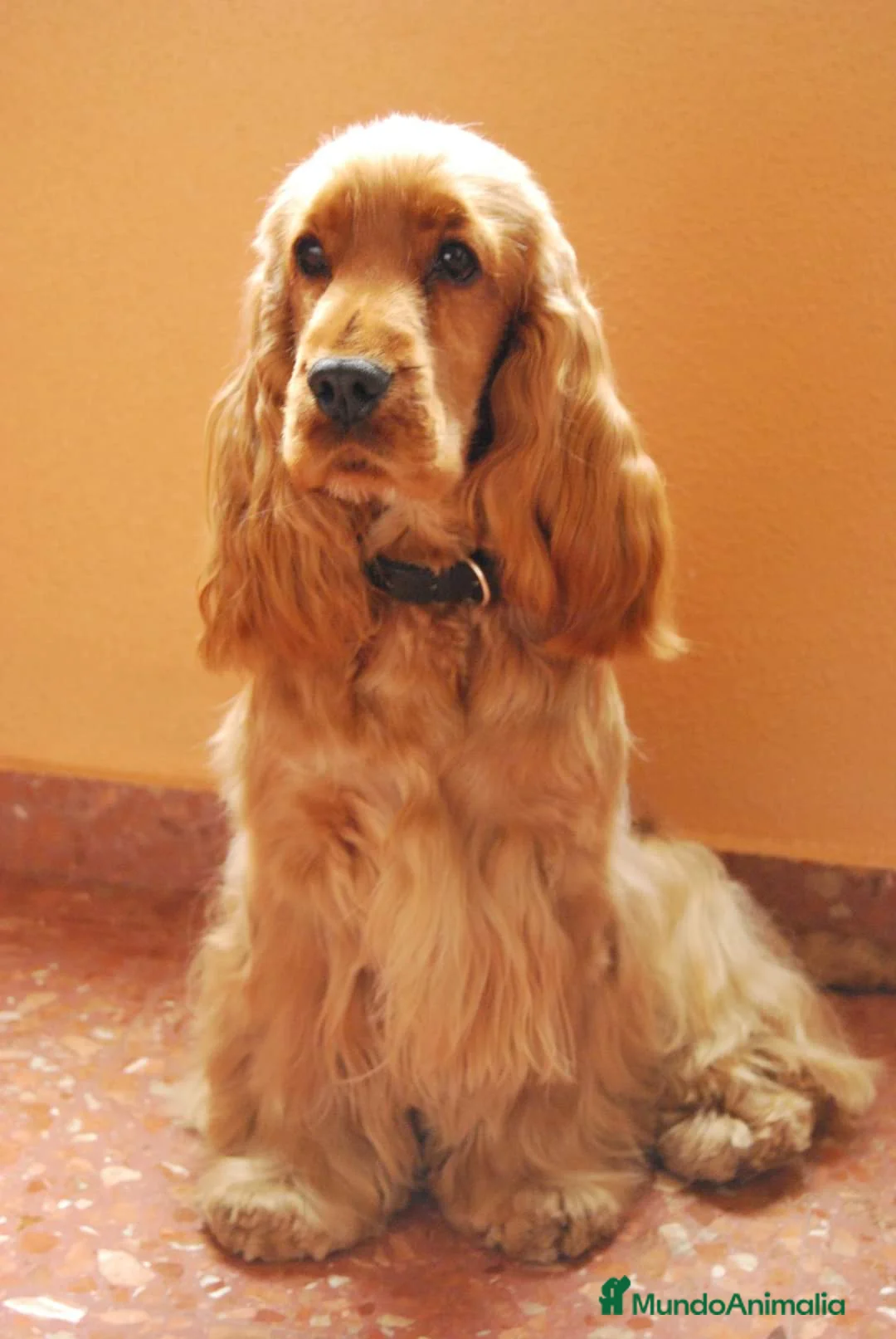 Imagen de galería {{count}}