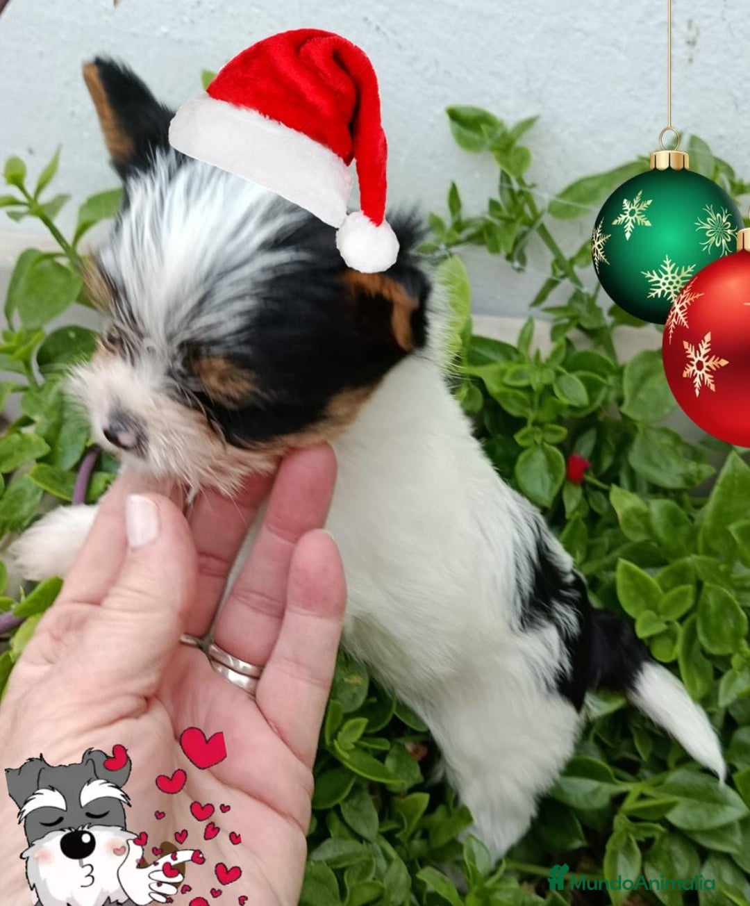 Biewer Yorkshire Terrier a la Pom Pon perros en venta: Yorkshire biewer toy  - Anuncio 5