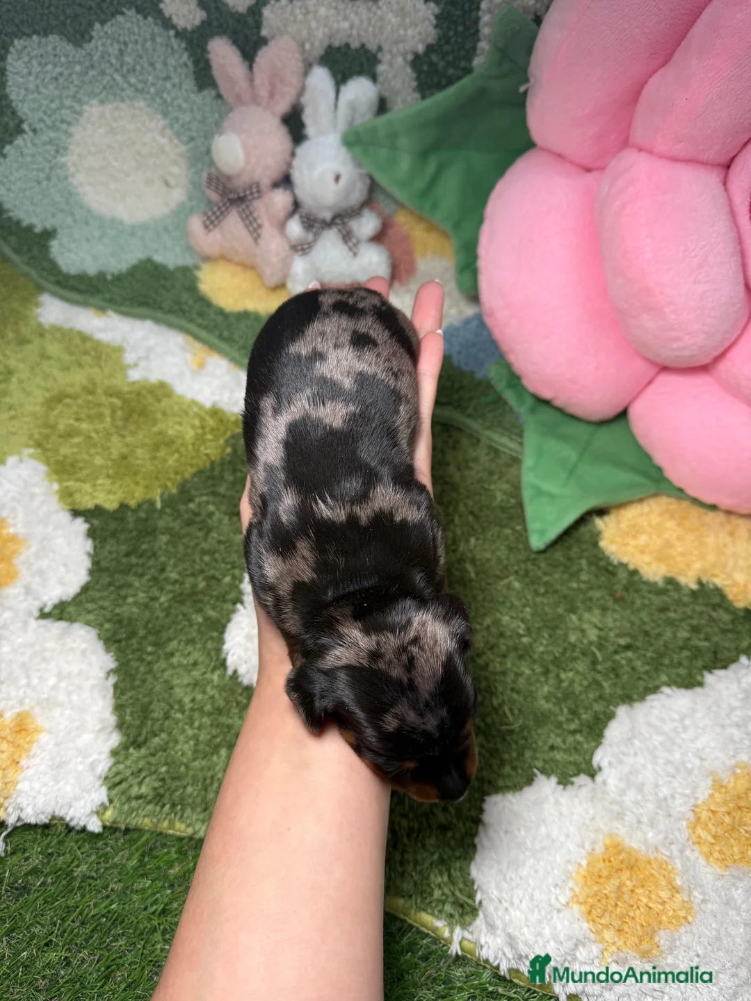 Teckel Miniatura perros en venta: Teckel Kaninchen arlequin plata hembra  - Anuncio 3