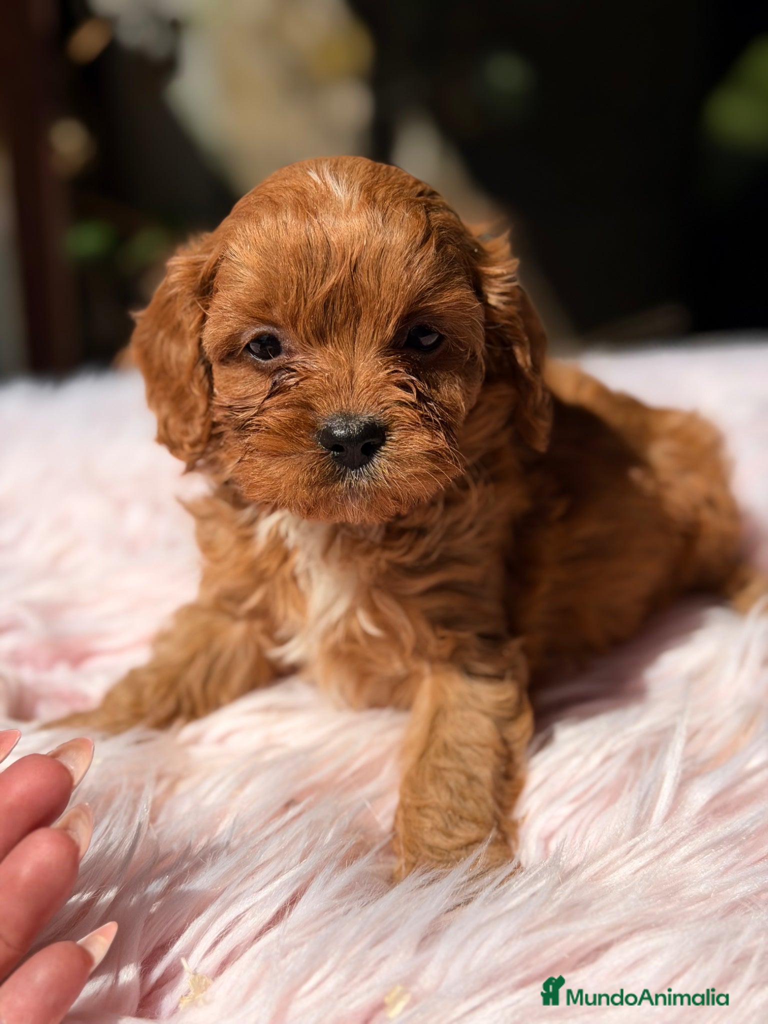 Cavapoo perros Cavapoo hembra roja  - Anuncio 4
