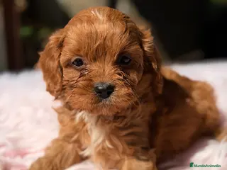 Cavapoo perros Cavapoo hembra roja - Anuncio 5