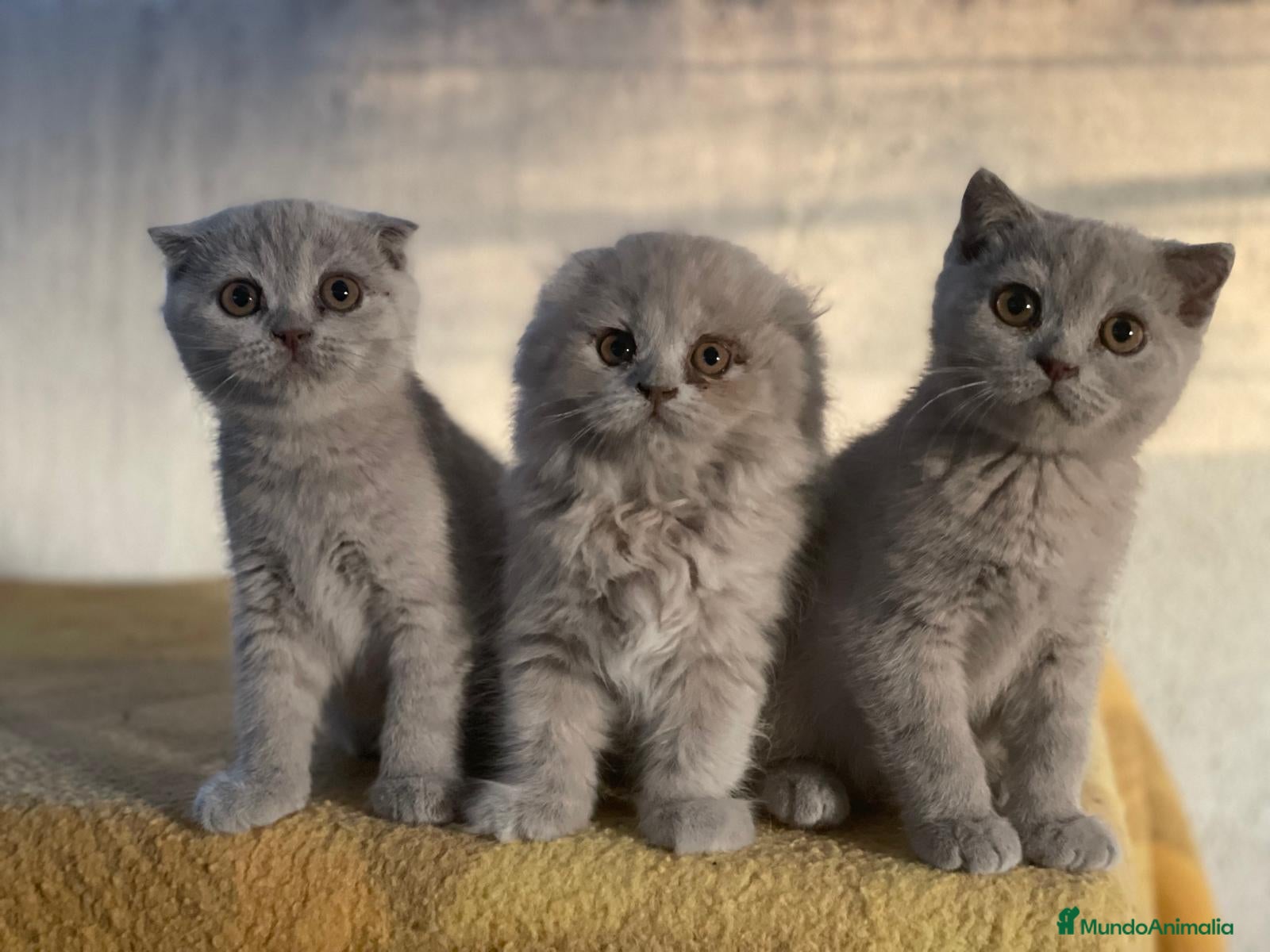 Scottish Fold gatos camada de scottis fold longhair y shorthair - Anuncio 1