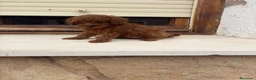 Caniche Toy perros en venta: Caniches Toy  - Anuncio 6