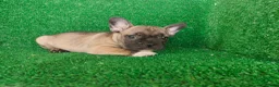 Bulldog Francés perros en venta: Bulldog francés  - Anuncio 9