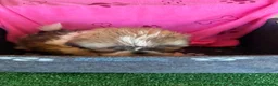Shih Tzu perros en venta: Shihtzu hembras tricolor - Anuncio 3