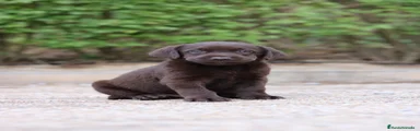 Labrador Retriever 5