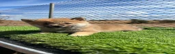 Shiba Inu perros en venta: SHIBA INU  - Anuncio 5