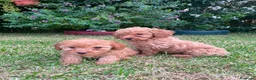 Caniche Mediano perros en venta: Caniche rojo/apricor - Anuncio 4