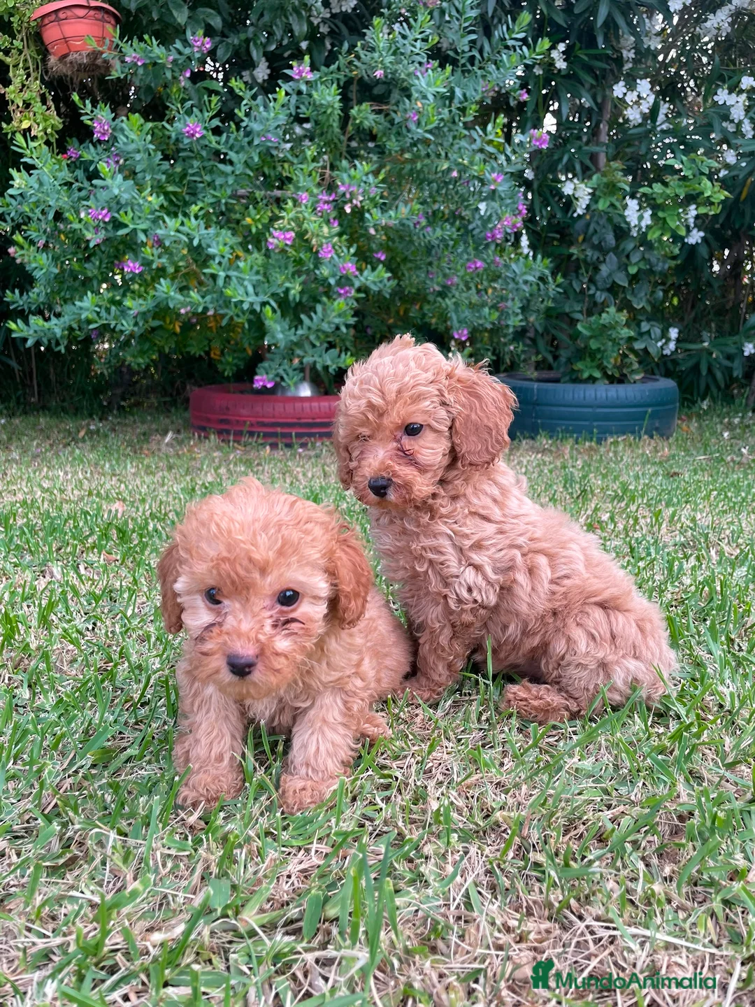 Caniche Mediano perros en venta: Caniche rojo/apricor - Anuncio 4