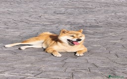 Shiba Inu perros en venta: Shiba Inu Galicia - Imagen 1