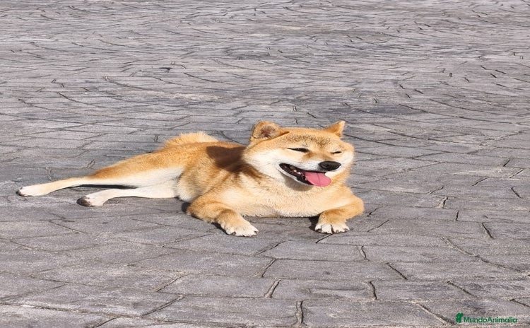 Shiba Inu perros - Anuncio 5