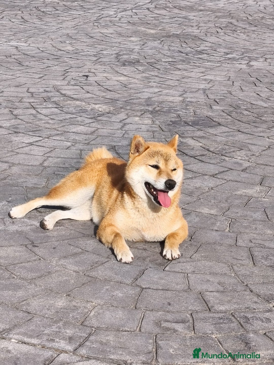 Shiba Inu perros en venta: Shiba Inu Galicia - Imagen 1