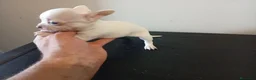 Chihuahua perros en venta: Chihuahua toy  - Anuncio 2