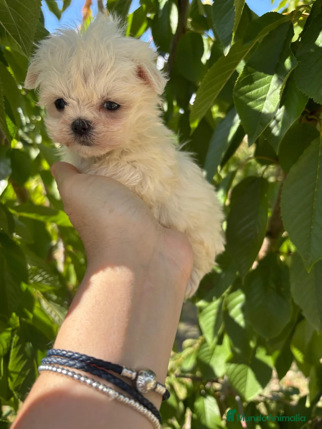 Bichón Maltés perros en venta: Bichon Maltés líneas coreanas  - Anuncio 1
