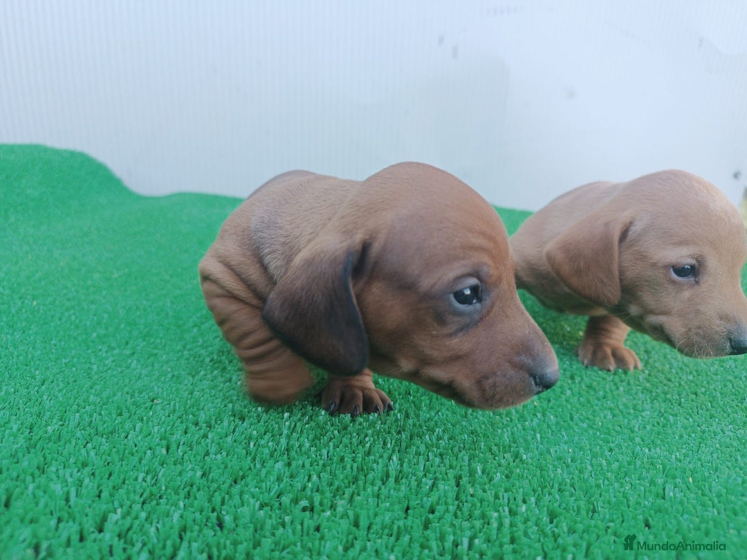 Teckel perros en venta: Teckel kanichen  - Anuncio 5