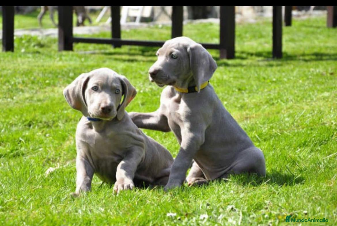 Weimaraner perros en venta: Braco de weimar  - Anuncio 10
