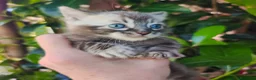 Bengalí gatos en venta: Bengalí  - Anuncio 3