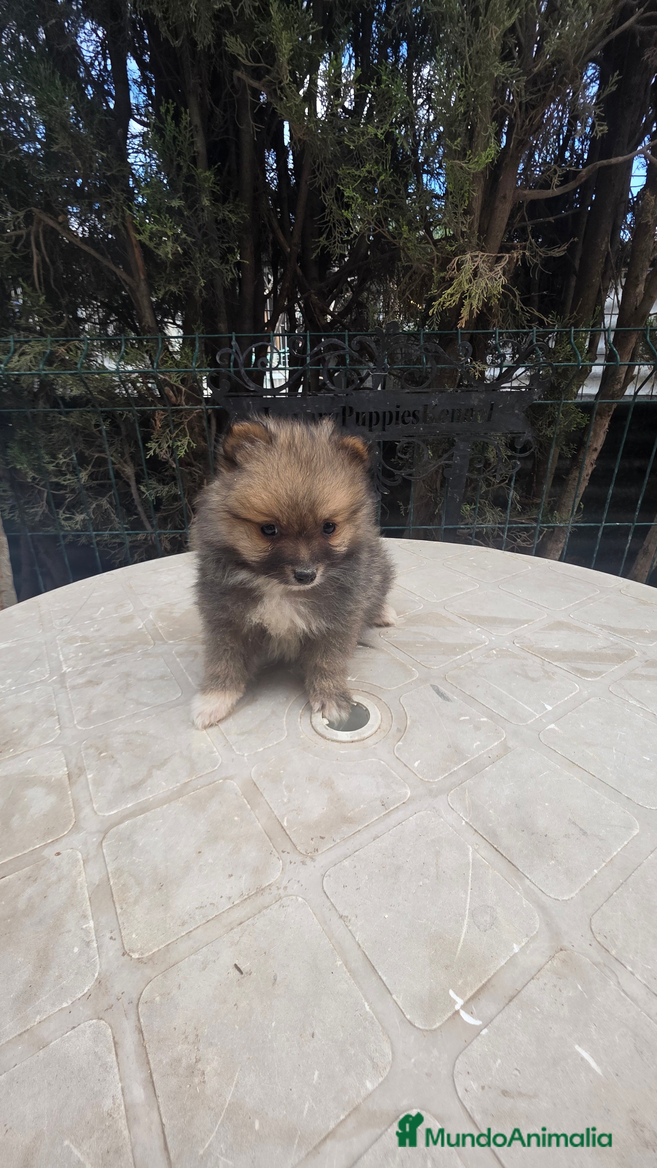 Pomerania perros Pomerania lulus  - Anuncio 2