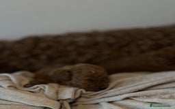 Caniche Toy perros en venta: 4 preciosos caniches toy rojos  - Imagen 10