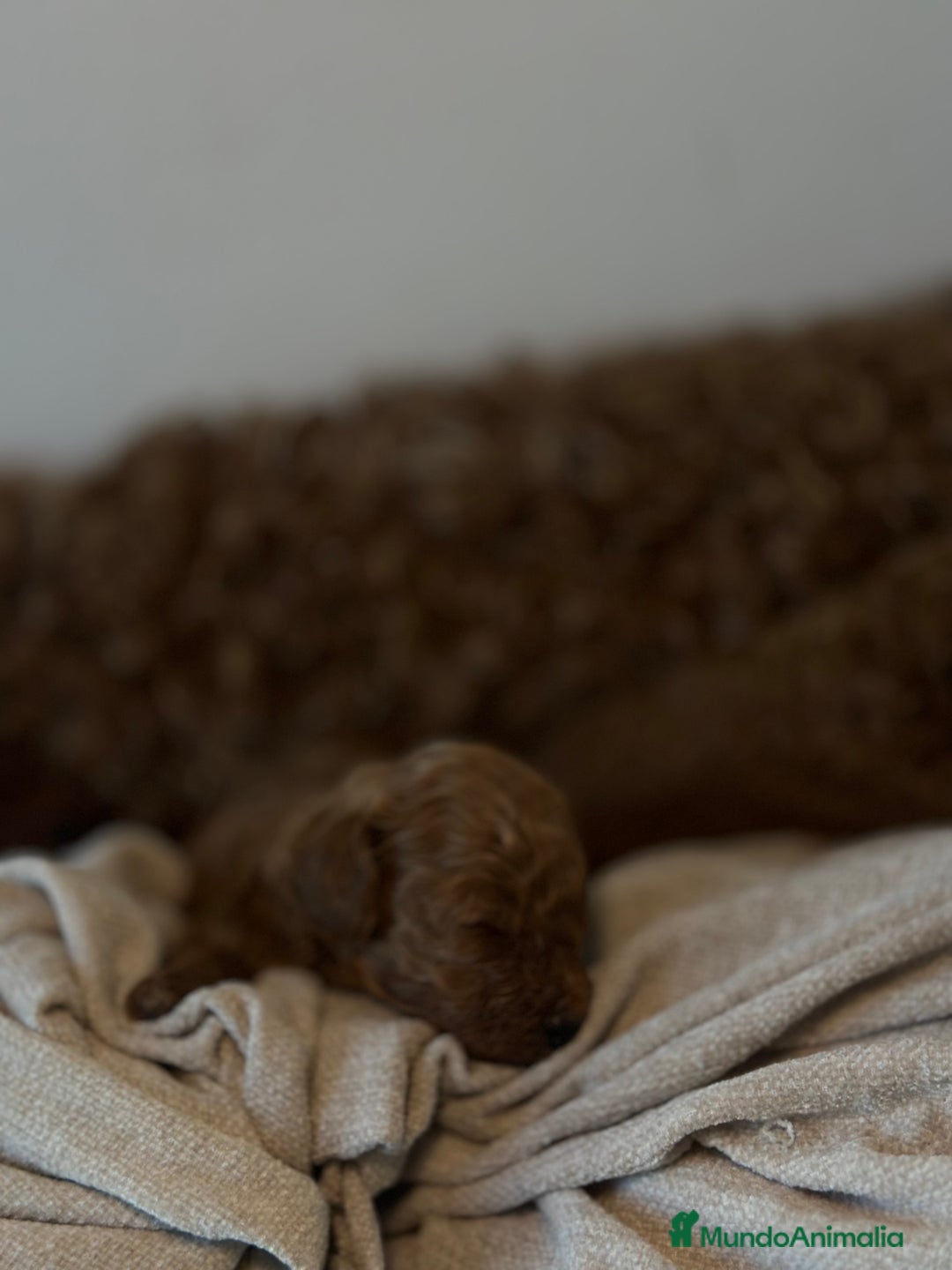 Caniche Toy perros en venta: 4 preciosos caniches toy rojos  - Imagen 10