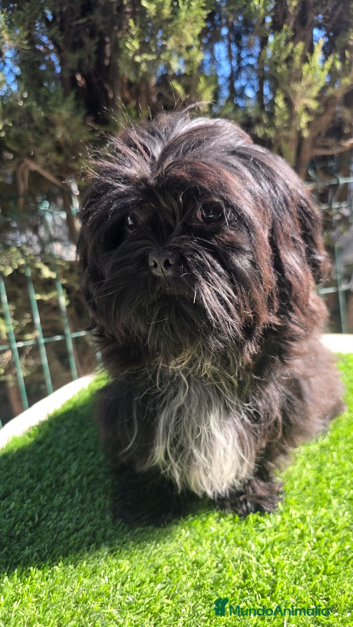 Shih Tzu perros Shih-Tzu Mini Imperial .Calidad Premium Exclusivos - Anuncio 1