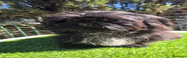 Shih Tzu 1
