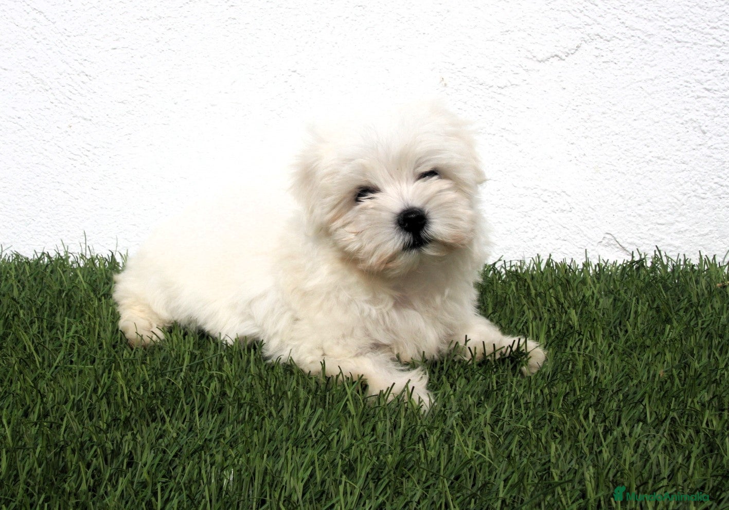 Bichón Maltés perros en venta: Bichon Maltes  - Anuncio 7