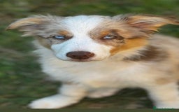 Border Collie perros en venta: Border collie - Imagen 1