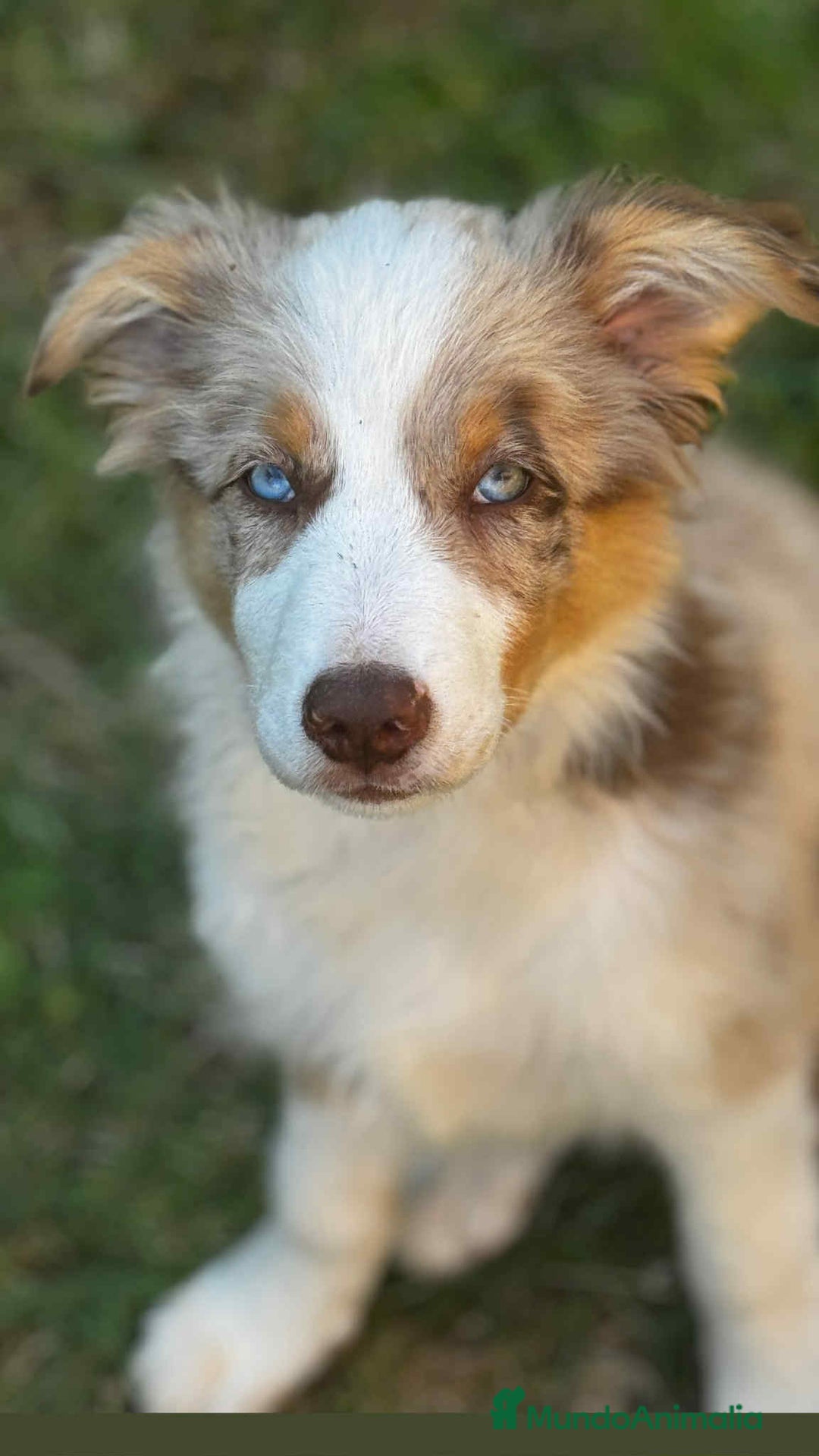 Border Collie perros en venta: Border collie - Imagen 1