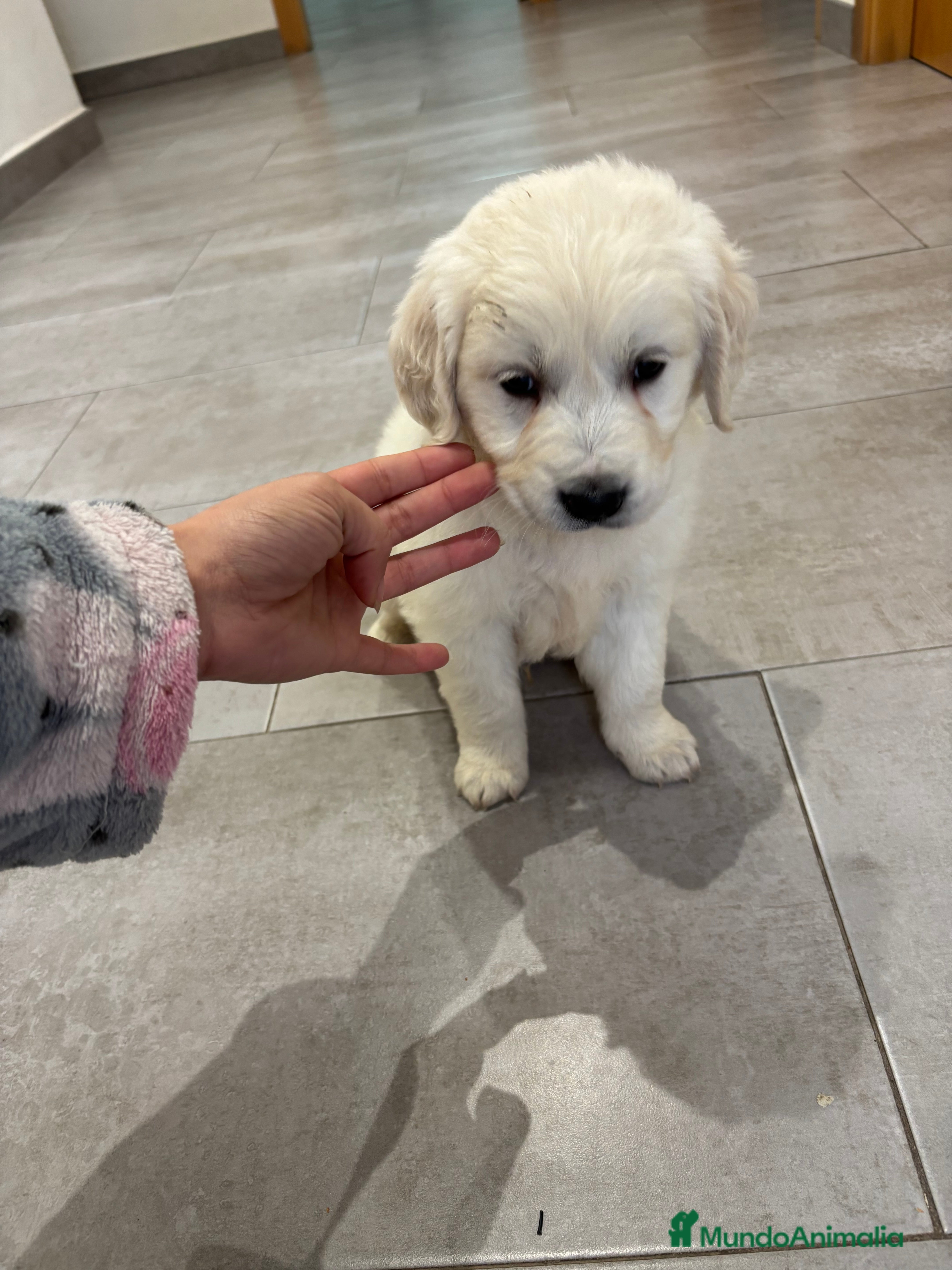 Golden Retriever perros ÚLTIMO MACHO DE GOLDEN DISPONIBLE !! en Málaga - Anuncio 1