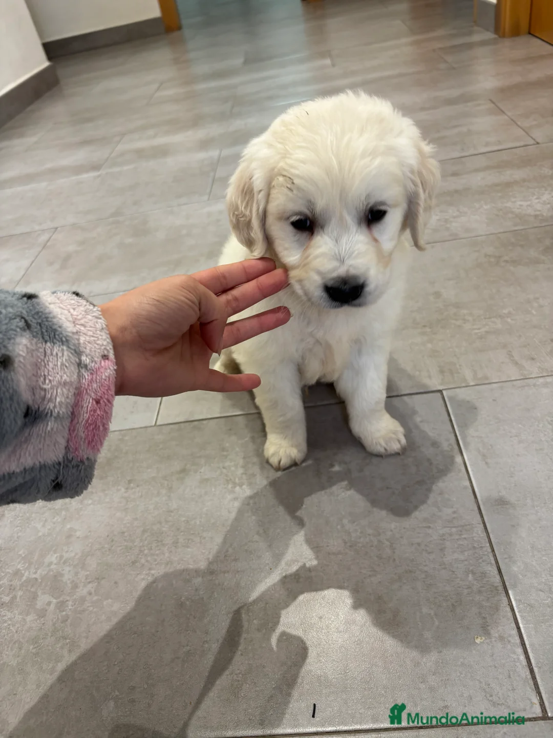 Golden Retriever perros en venta: ÚLTIMO MACHO DE GOLDEN DISPONIBLE !! en Málaga - Anuncio 1