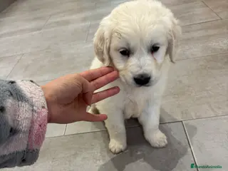 Golden Retriever perros ÚLTIMO MACHO DE GOLDEN DISPONIBLE !! en Málaga - Anuncio 1