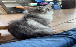 Maine Coon gatos en venta: Preciosa Camada Maine Coon - Imagen 16