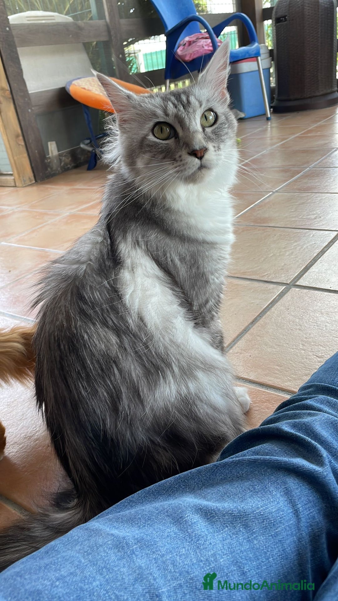 Maine Coon gatos en venta: Preciosa Camada Maine Coon - Imagen 16