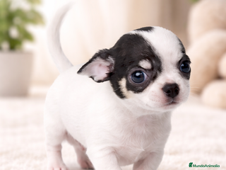Chihuahua perros Chihuahua Blue – Francita Blanca - Anuncio 36