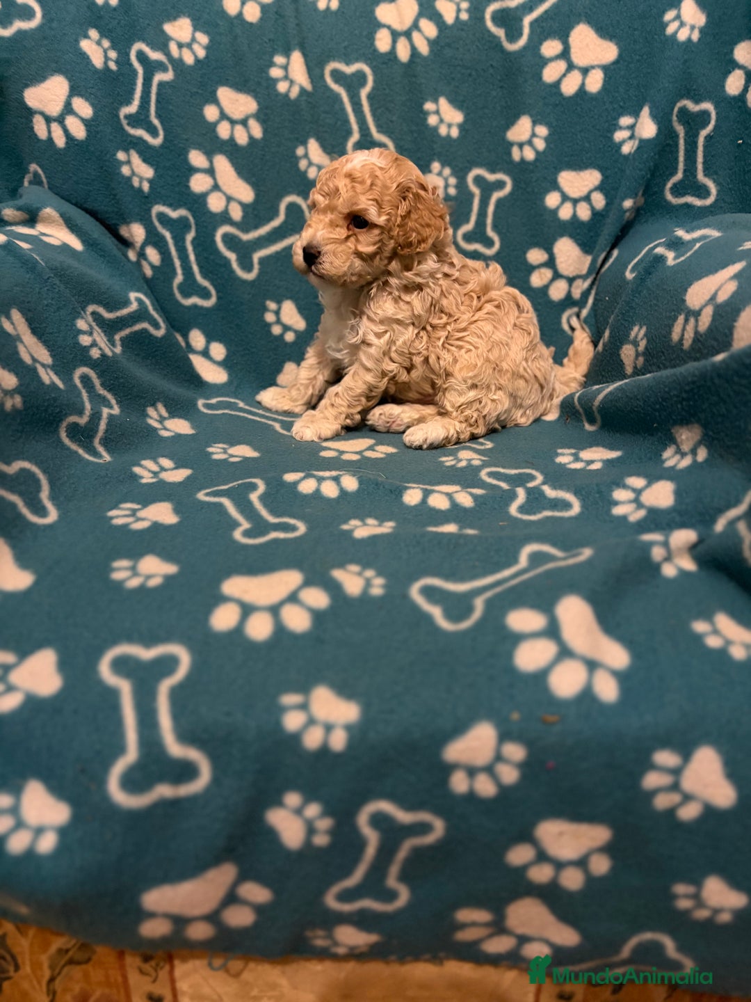 Maltipoo perros en venta: Maltipoo  - Anuncio 1