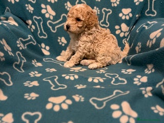 Maltipoo perros Maltipoo - Anuncio 2