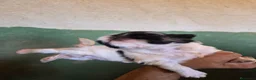 Shih Tzu perros en venta: Shit shu maxima calidad hembra - Anuncio 8