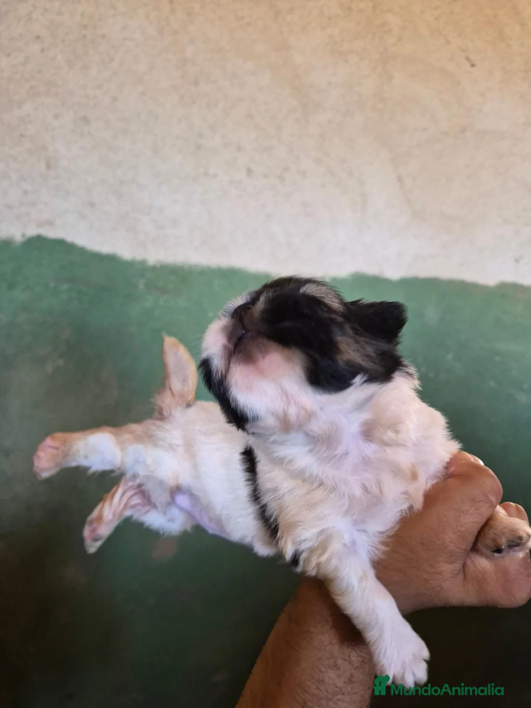 Shih Tzu perros en venta: Shit shu maxima calidad hembra - Anuncio 8