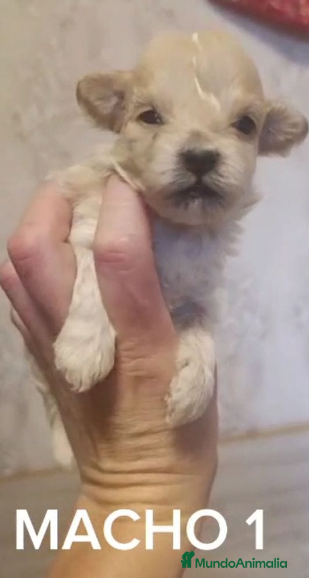 Maltipoo perros en venta: Preciosos cachorros Maltipoo  - Anuncio 3