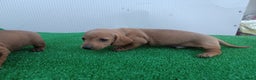 Teckel perros en venta: Teckel kanichen  - Anuncio 4